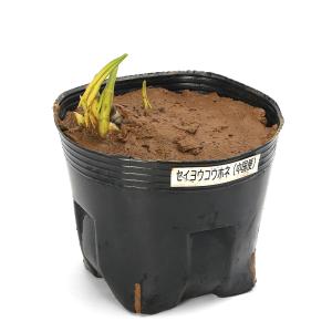 (ビオトープ)水生植物 河骨 セイヨウコウホネ...の詳細画像2