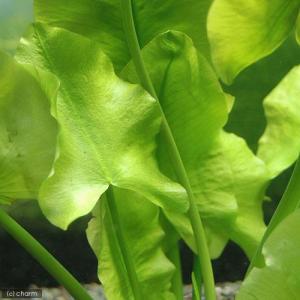 (ビオトープ)水生植物 河骨 セイヨウコウホネ...の詳細画像3