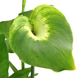 （ビオトープ）水生植物　カラー　グリーンゴッデス　４号（１ポット）