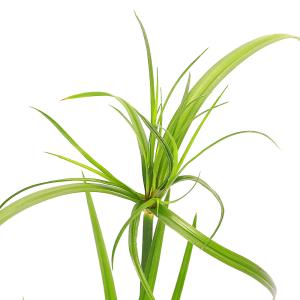 （ビオトープ）水生植物　シペルス　ギガンテウス（メキシカン　パピルス）（１ポット）　湿性植物