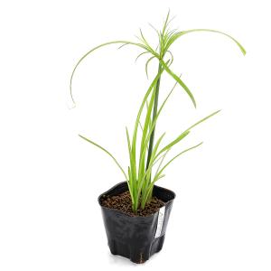 (ビオトープ)水生植物 シペルス ギガンテウス...の詳細画像1
