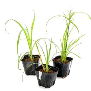 (ビオトープ)水生植物 シペルス ギガンテウス...の詳細画像2
