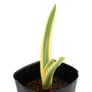 （ビオトープ）水生植物　斑入りヒメノカリス　カリバエア（１ポット）　湿性植物