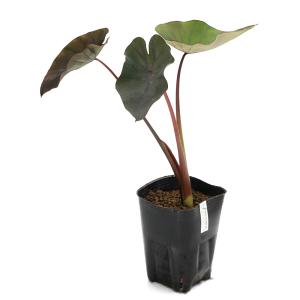(ビオトープ)水生植物 コロカシア ブラックマ...の詳細画像1