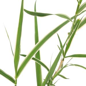 （ビオトープ）水生植物　斑入りダンチク　ペパーミントスティック（１ポット）　湿性植物