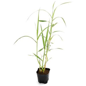 (ビオトープ)水生植物 斑入りダンチク ペパー...の詳細画像1
