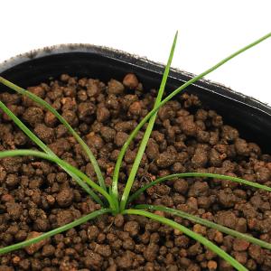 （ビオトープ）水生植物　イソエテス　ラクストリス（水上葉）（１ポット）　湿性植物