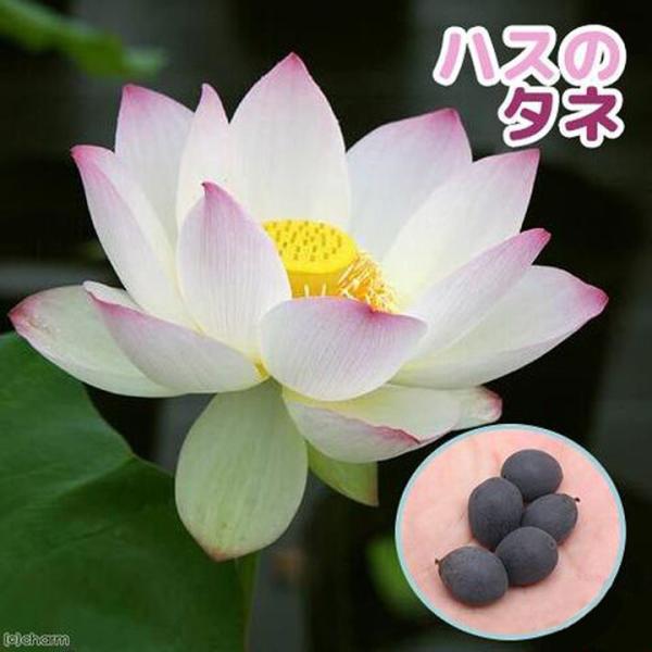 （ビオトープ）蓮　ハスのタネ　（１０粒）