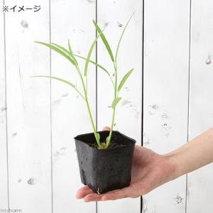 (ビオトープ)水生植物 クウシンサイ(空心菜、...の詳細画像1