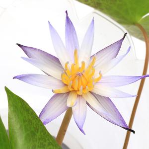(ビオトープ)睡蓮 熱帯性睡蓮(スイレン)(紫...の詳細画像1