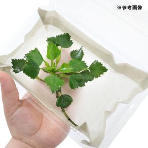 (ビオトープ)水生植物 オニビシ(1株)浮葉植物の詳細画像1