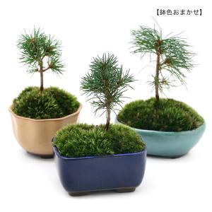 (山野草)苔盆栽 ゴヨウマツ おまかせ色小鉢(1鉢)の詳細画像1