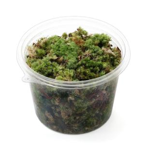 (観葉植物)テラリウム 苔 カップ売り 撒きゴ...の詳細画像1