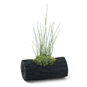 （山野草）苔盆栽　炭鉢植え　ヒメトクサ　Ｌサイズ（１鉢）