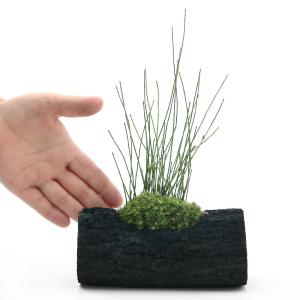 (山野草)苔盆栽 炭鉢植え ヒメトクサ Lサイ...の詳細画像1