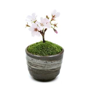 (山野草)苔盆栽 サクラ(桜)御殿場桜 穴有益子...の商品画像