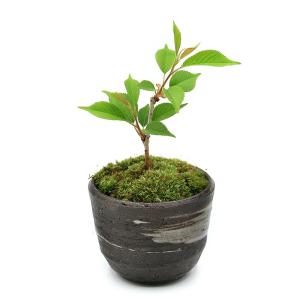 (山野草)苔盆栽 サクラ(桜)御殿場桜 穴有益...の詳細画像1