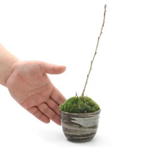 (山野草)苔盆栽 サクラ(桜)御殿場桜 穴有益...の詳細画像2