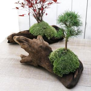 (山野草)苔盆栽 流木盆栽おまかせ山野草植え(1鉢)の商品画像
