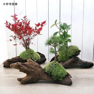 (山野草)苔盆栽 流木盆栽おまかせ山野草植え(1鉢)の詳細画像1
