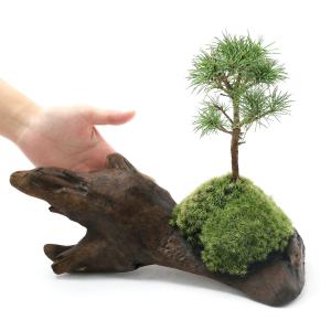 (山野草)苔盆栽 流木盆栽おまかせ山野草植え(1鉢)の詳細画像2