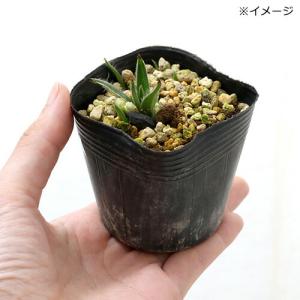 (山野草)品種おまかせ アッツザクラ(ロードヒ...の詳細画像1