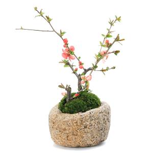 ミニ盆栽：長寿梅*(みどり反六角陶器鉢) 花盆栽木瓜ぼけ赤花ボケ縁起鉢