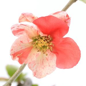 (山野草)苔盆栽 ボケ(木瓜)品種表記無し 抗...の詳細画像1