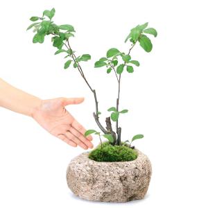 (山野草)苔盆栽 ボケ(木瓜)品種表記無し 抗...の詳細画像2