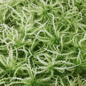 (観葉植物)テラリウム 苔 ウロコミズゴケ 1パック分の商品画像