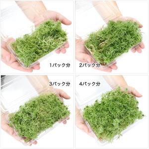 (観葉植物)テラリウム 苔 ウロコミズゴケ 1...の詳細画像1