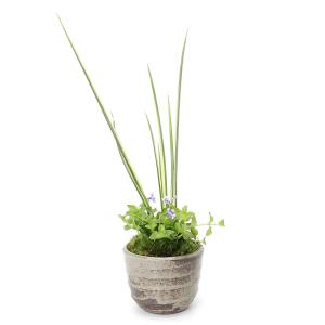 (山野草)苔盆栽 ヒトミソウと斑入りセキショウ ...の商品画像