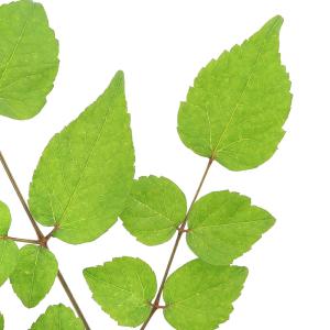 (山野草)山菜 トゲナシタラノキの苗(タラの芽...の詳細画像1