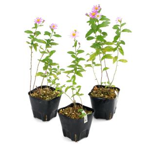 (山野草)キク(菊) 桃花ノコンギク 桃仙(ト...の詳細画像1