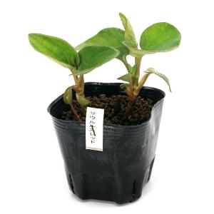 (ビオトープ)水生植物 レッドサウルルス(リザ...の詳細画像1