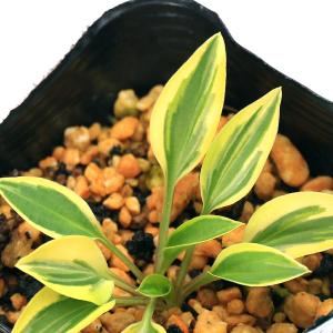 （山野草）ギボウシ（擬宝珠）　オトメギボウシ　日光　３号（１ポット）（休眠状態）