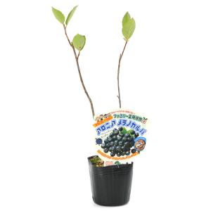 （山野草）アロニア　メラノカルパ　３号（１ポット）　家庭菜園（休眠状態）