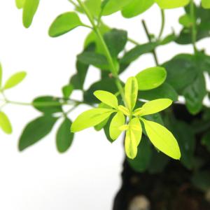 （盆栽）ヒマラヤキソケイ　３号（１ポット）（休眠状態）