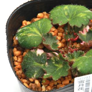 （山野草）斑入りユキノシタ（斑入雪ノ下）雪月花　２．５〜３号（１ポット）