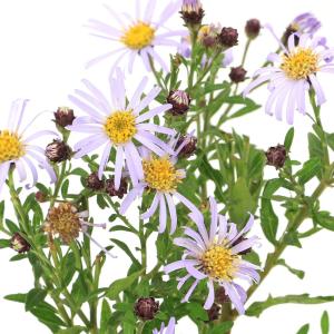 （山野草）キク（菊）　アオバナヒメノコンギク（青花姫野紺菊）　３号（１ポット）
