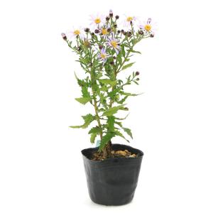 (山野草)キク(菊) アオバナヒメノコンギク(...の詳細画像1