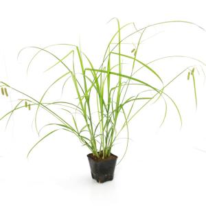 (ビオトープ)水生植物 ゴウソ(タイツリスゲ)...の詳細画像1