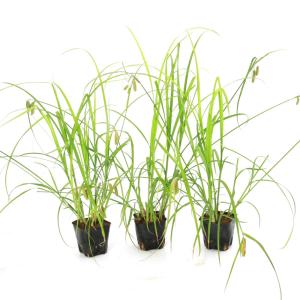 (ビオトープ)水生植物 ゴウソ(タイツリスゲ)...の詳細画像2
