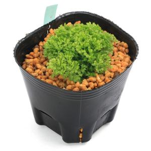 （山野草）シダ（羊歯）ヒカリゴケ（クッションモス、ヒカリタマクラマゴケ）３号（１ポット）常緑性多年草