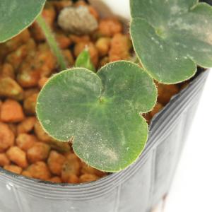 （山野草）ユキワリソウ（雪割草）白花　標準花　２．５号（１ポット）