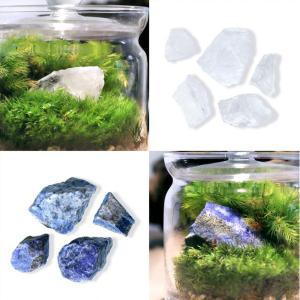 (観葉植物)苔テラリウム 地球の歴史を感じよう...の詳細画像1