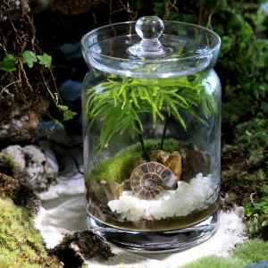 (観葉植物)苔テラリウム 地球の歴史を感じよう...の詳細画像2