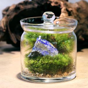 (観葉植物)苔テラリウム 地球の歴史を感じよう...の詳細画像3