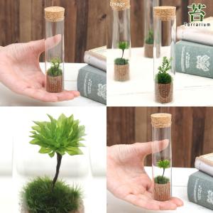 （観葉植物）苔テラリウム　３種の苔セット　苔を観察してみよう！　スリムガラス　説明書付（３個）コケテラリウム　苔テラ　コケテラ　苔　インテリア