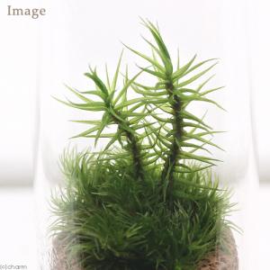 (観葉植物)苔テラリウム 3種の苔セット 苔を...の詳細画像1